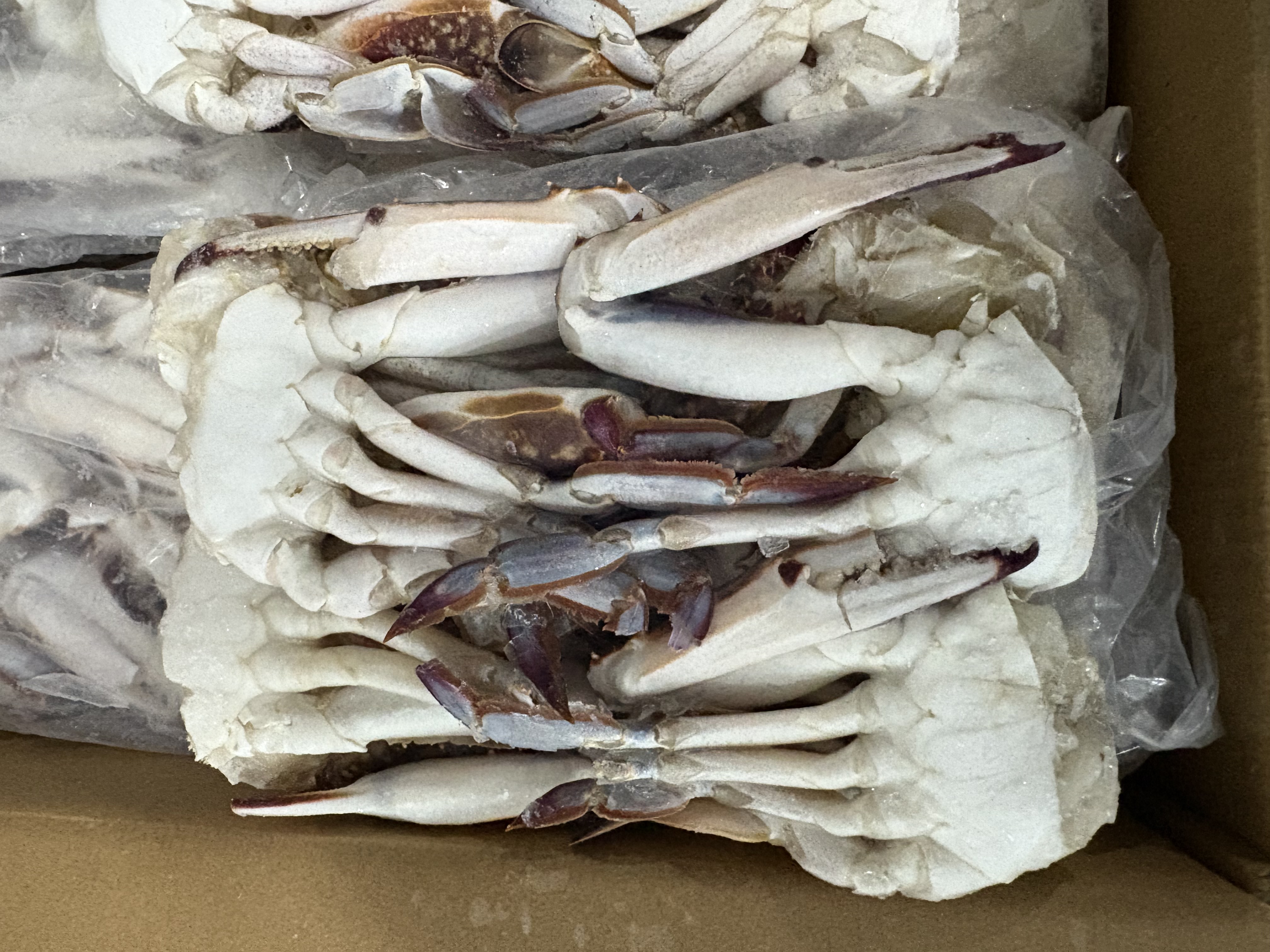 Frozen Swimming Crab