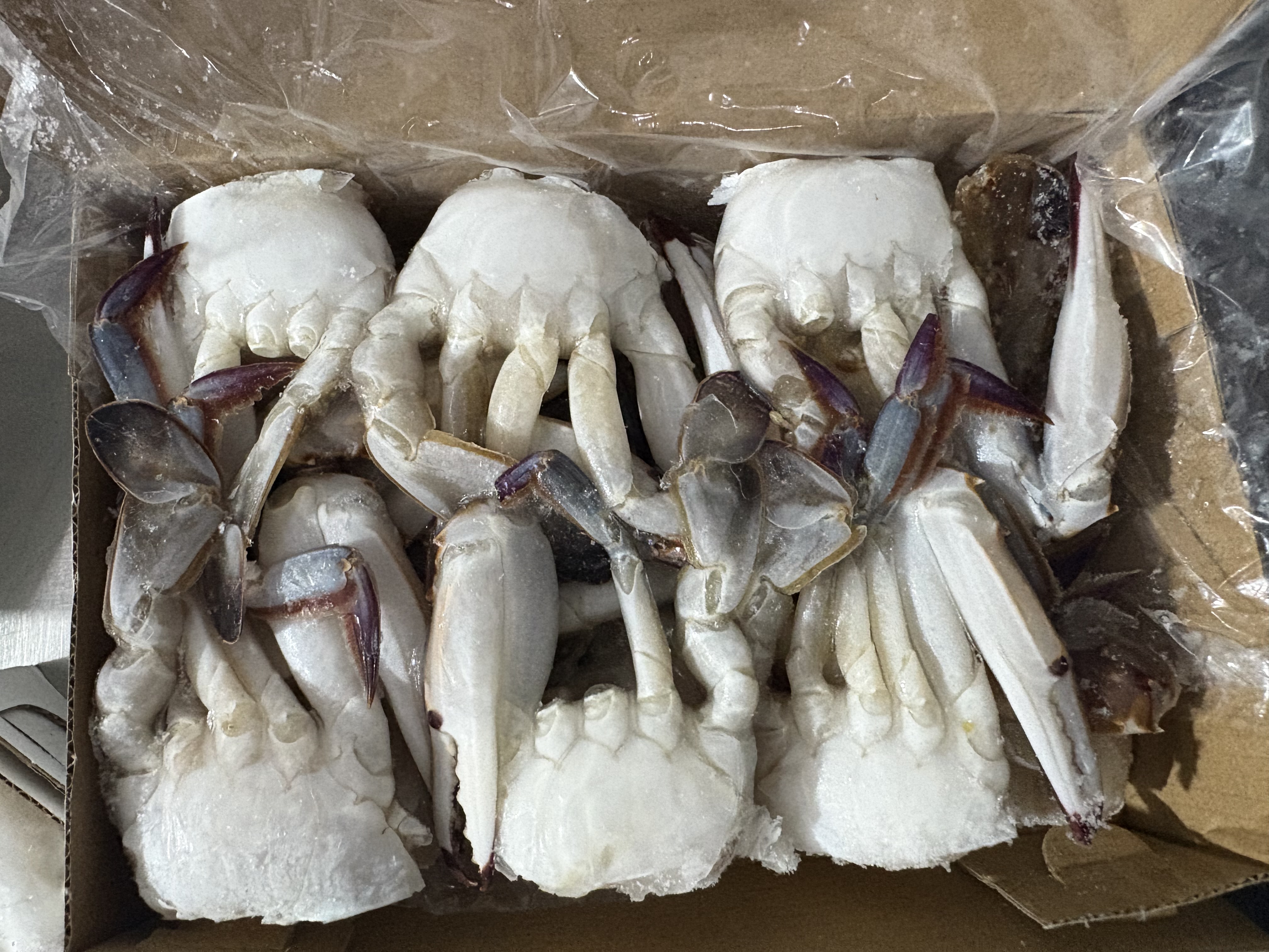 Frozen Swimming Crab