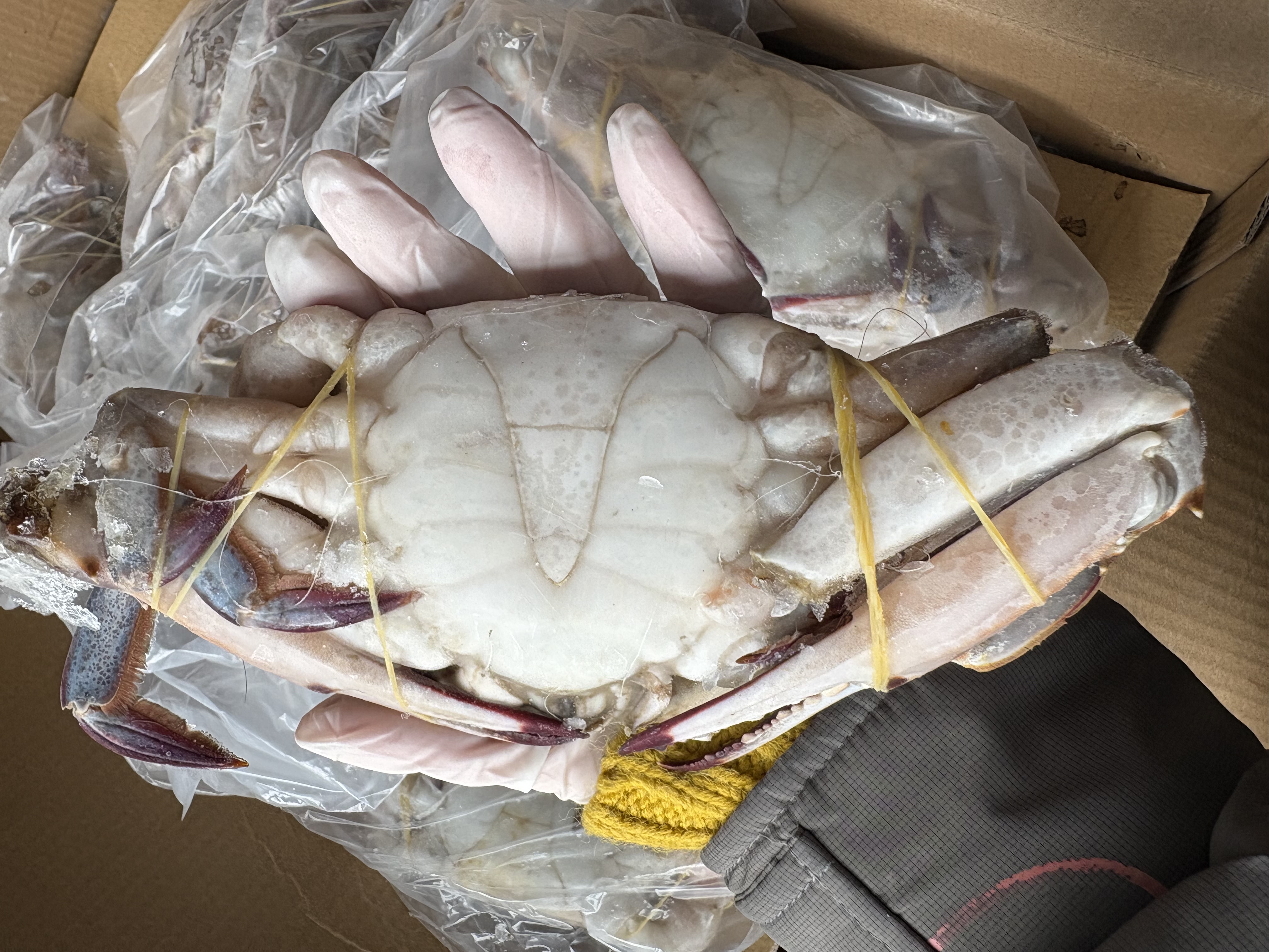 Frozen Swimming Crab