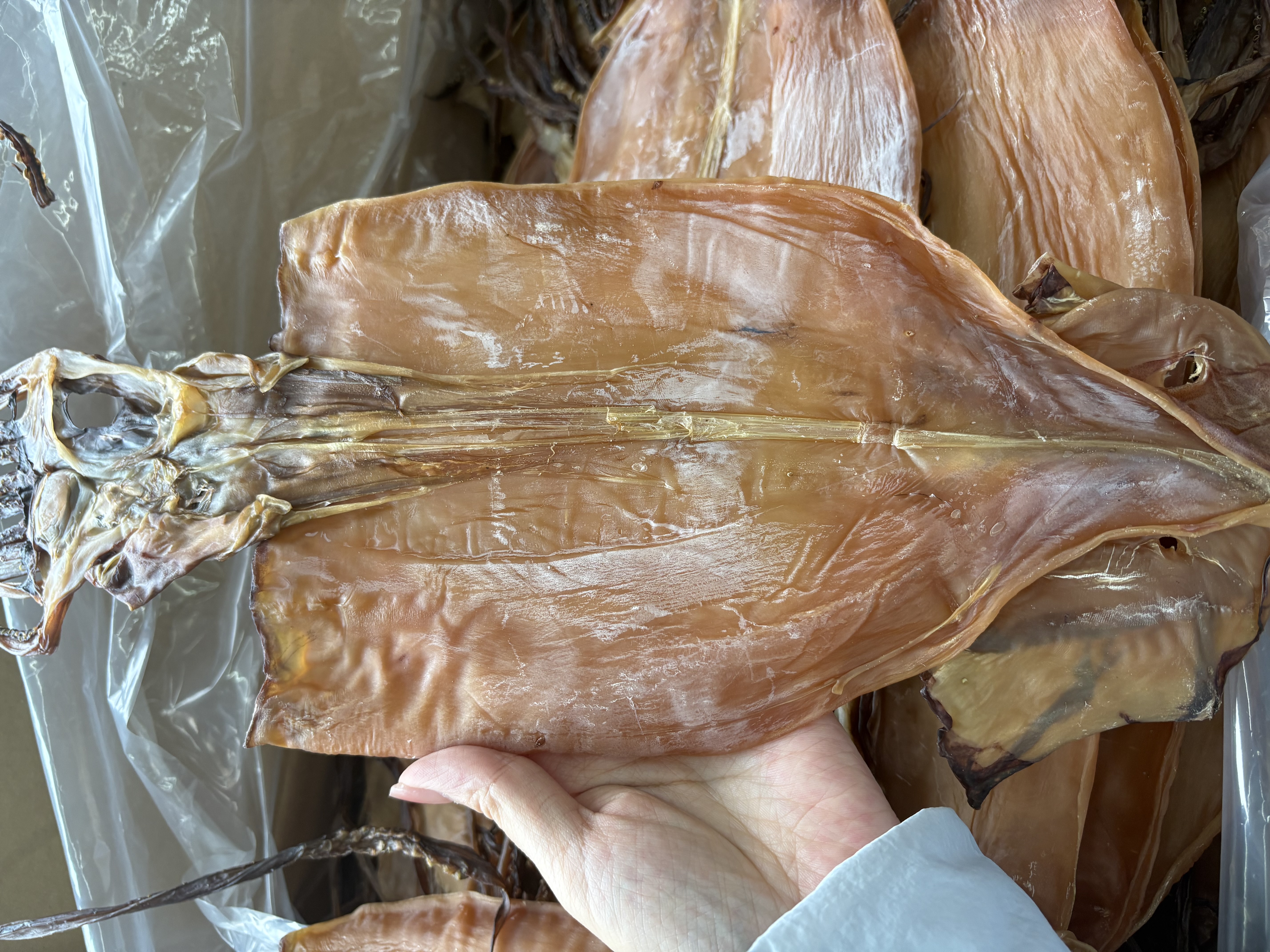 Frozen Dried Squid
