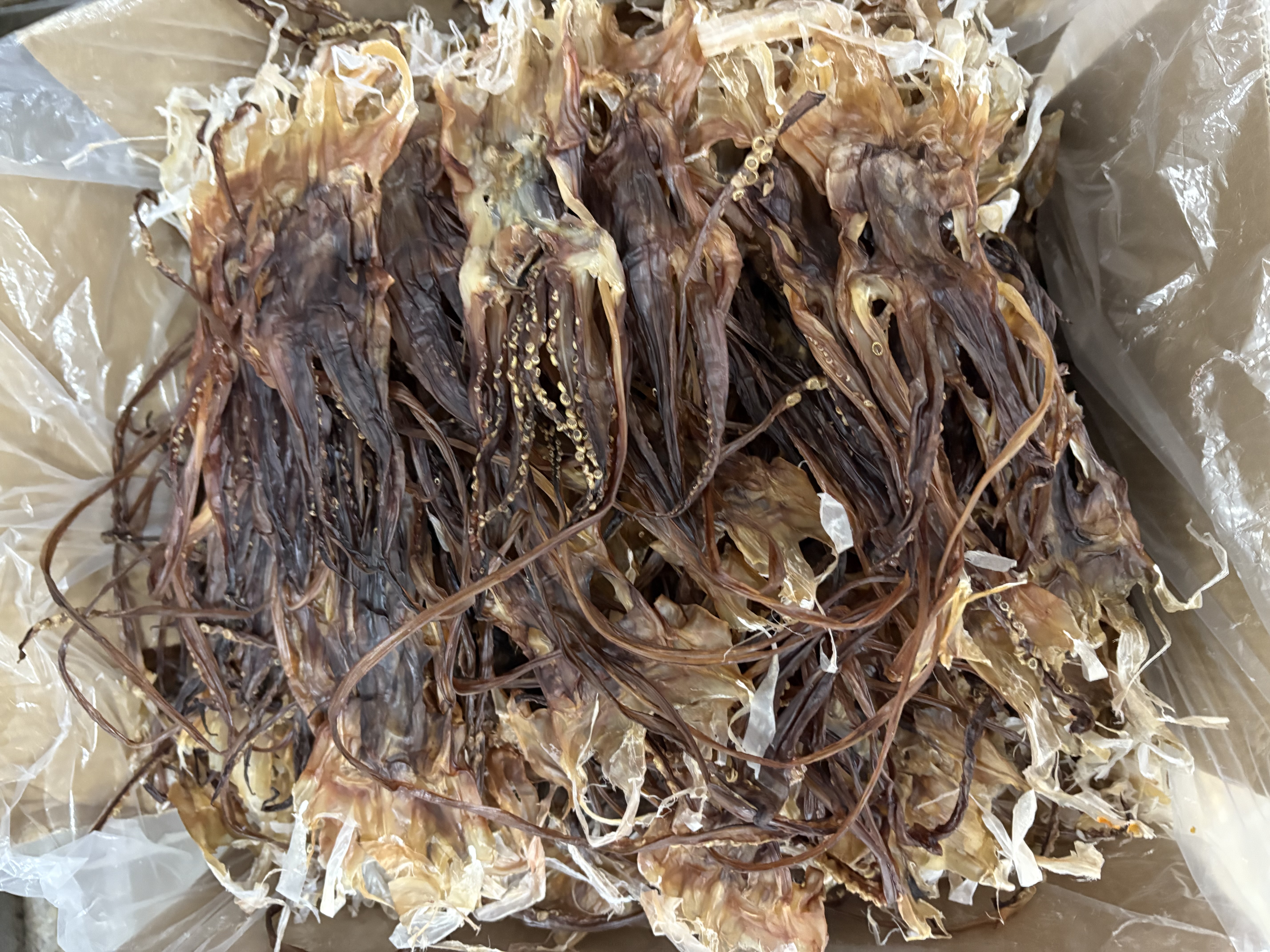 Frozen Dried Squid