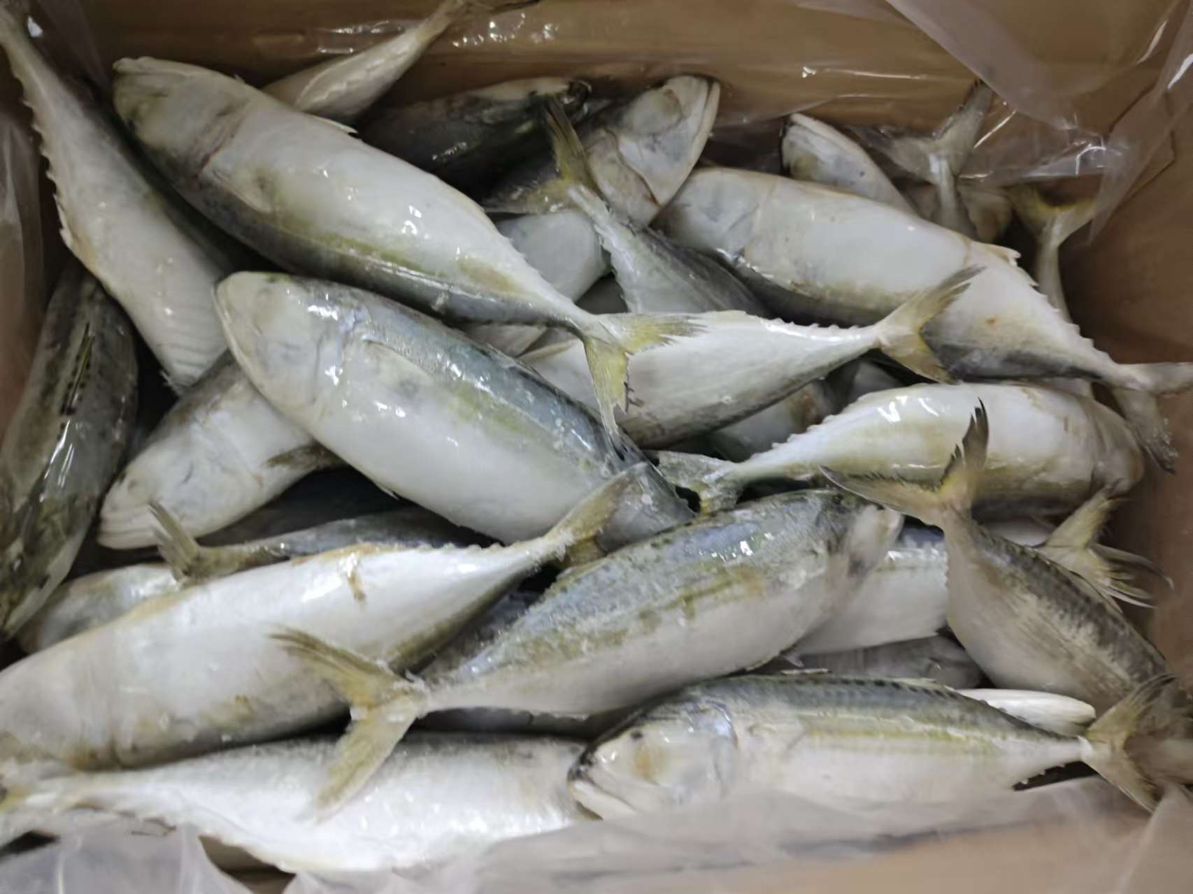 Frozen Indian Mackerel