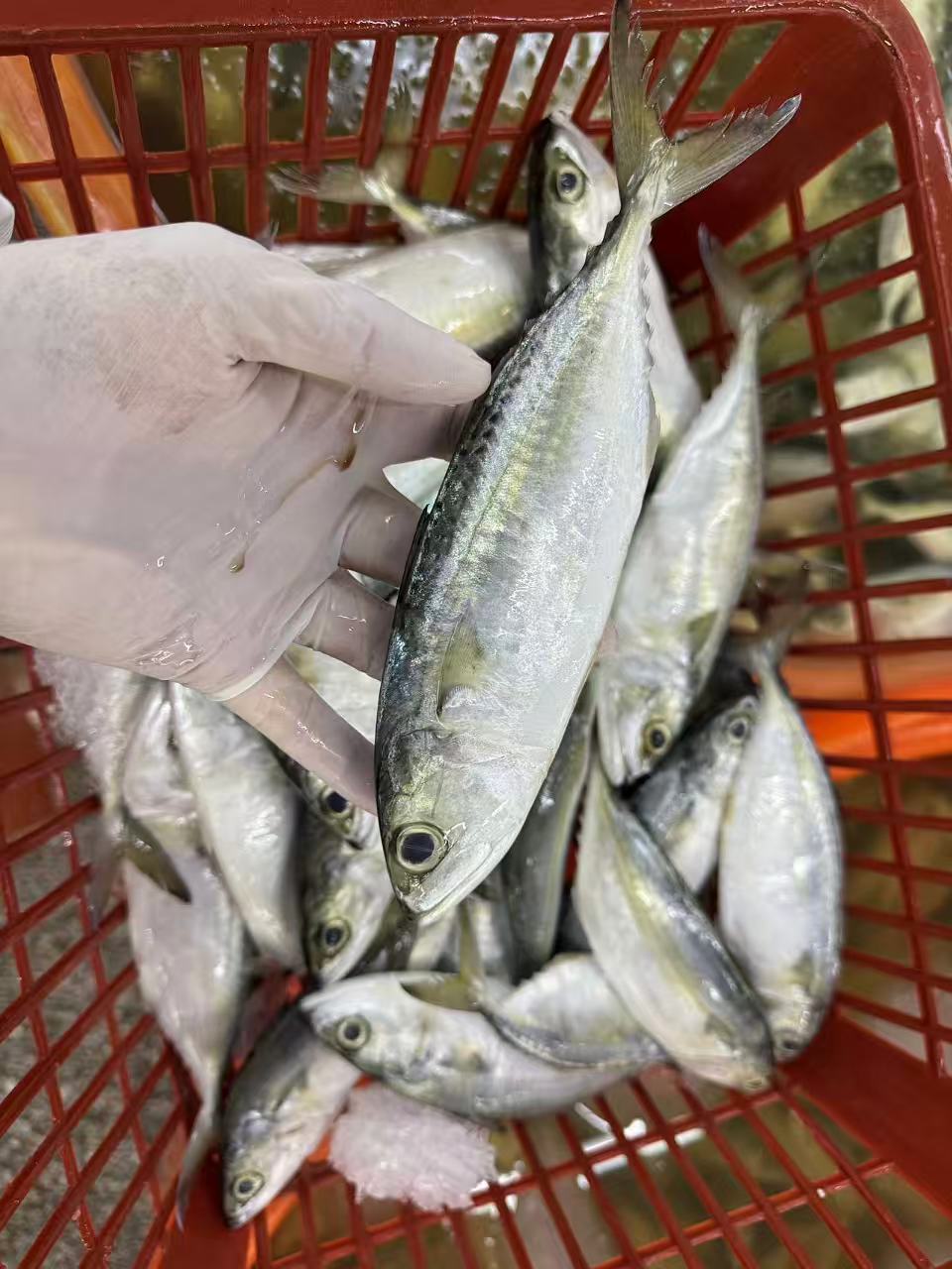 Frozen Indian Mackerel