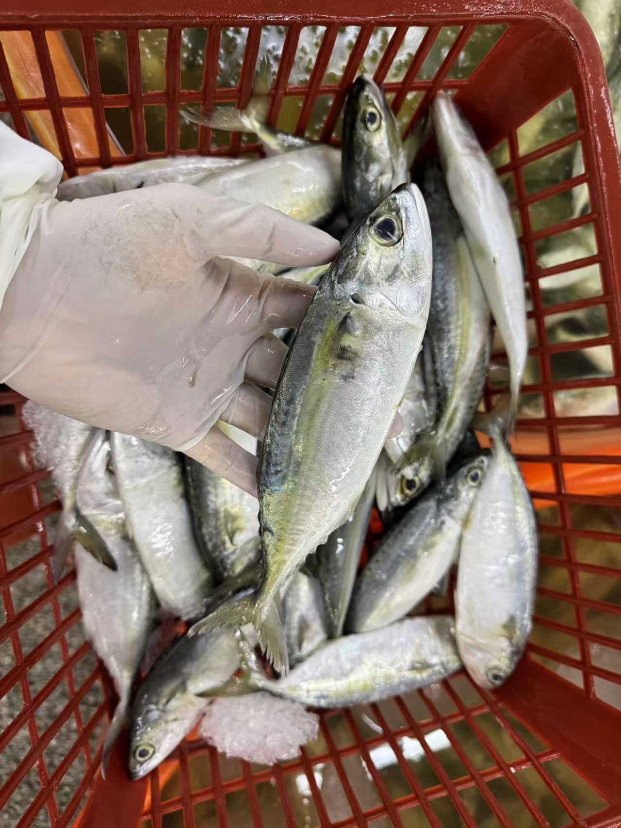 Frozen Indian Mackerel