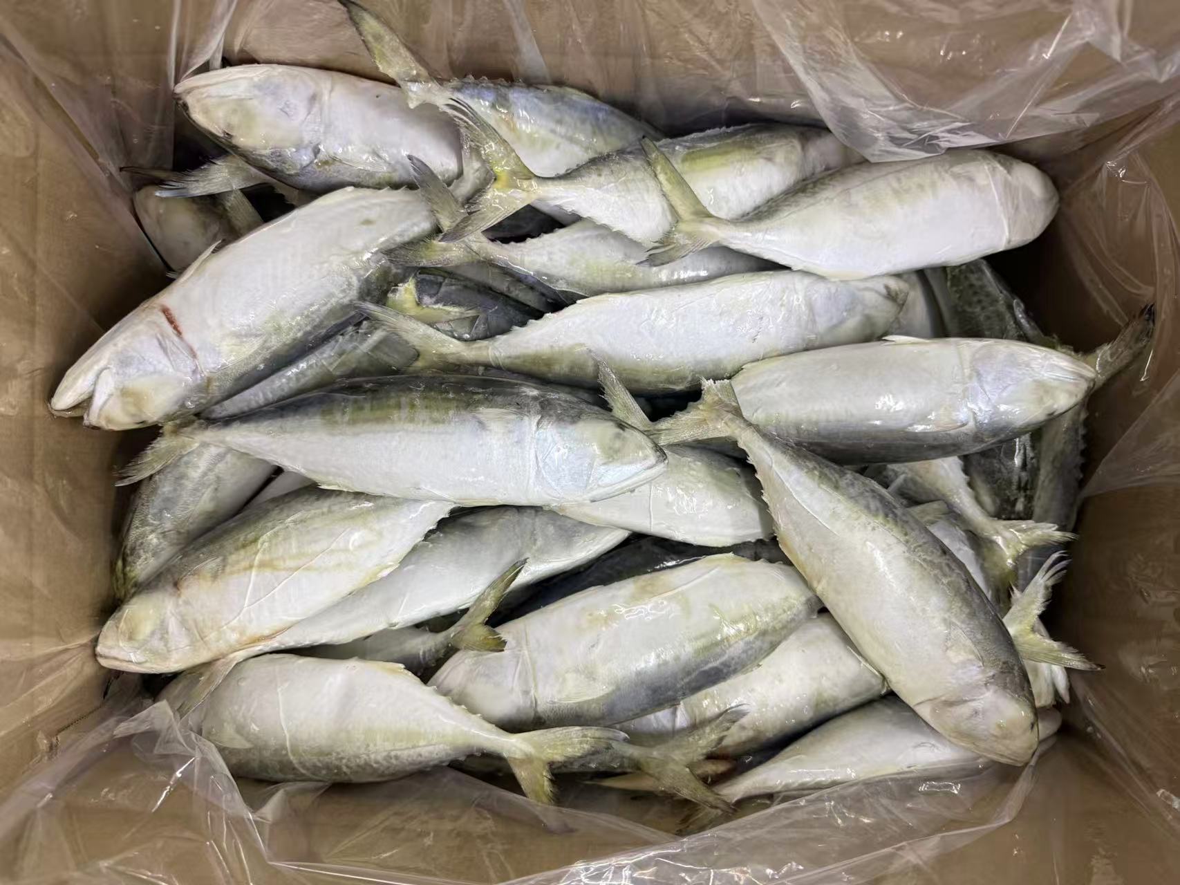 Frozen Indian Mackerel