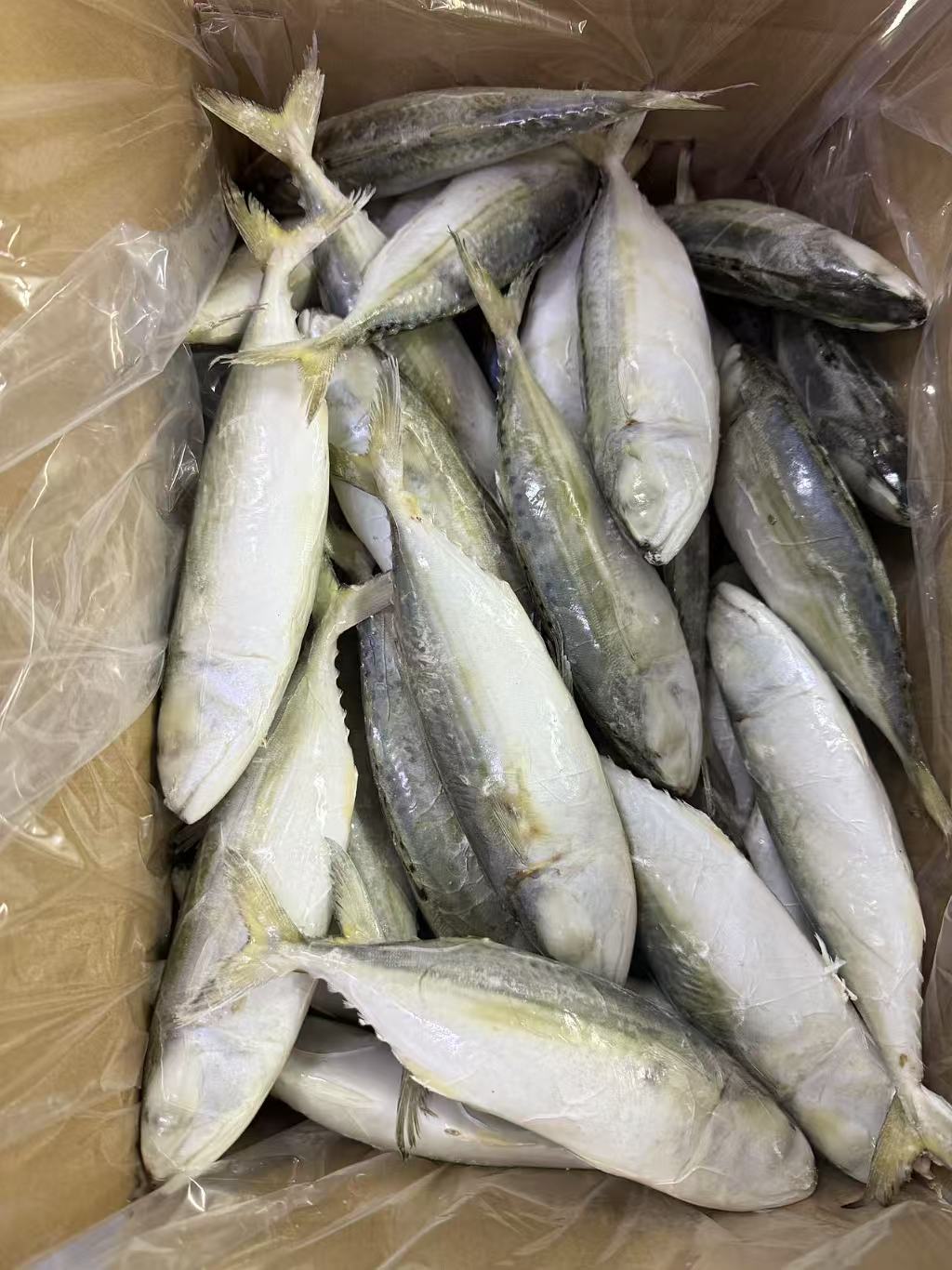Frozen Indian Mackerel