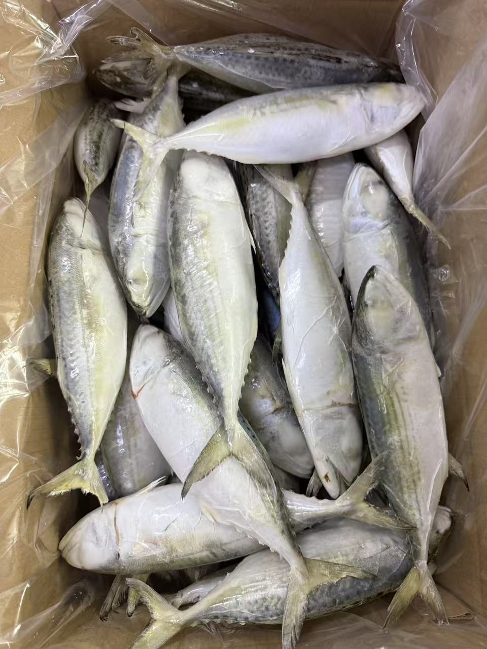Frozen Indian Mackerel