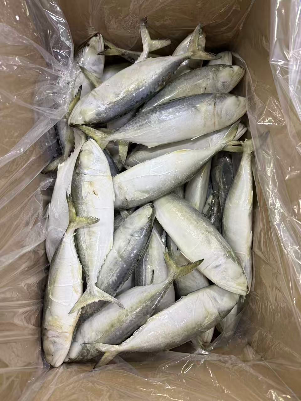Frozen Indian Mackerel