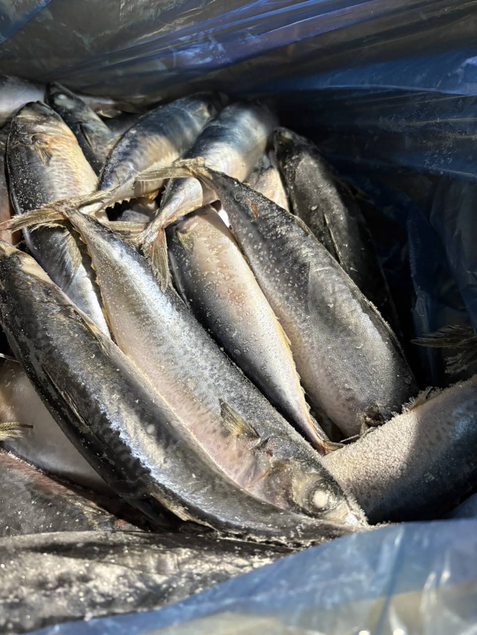 Frozen Pacific Mackerel