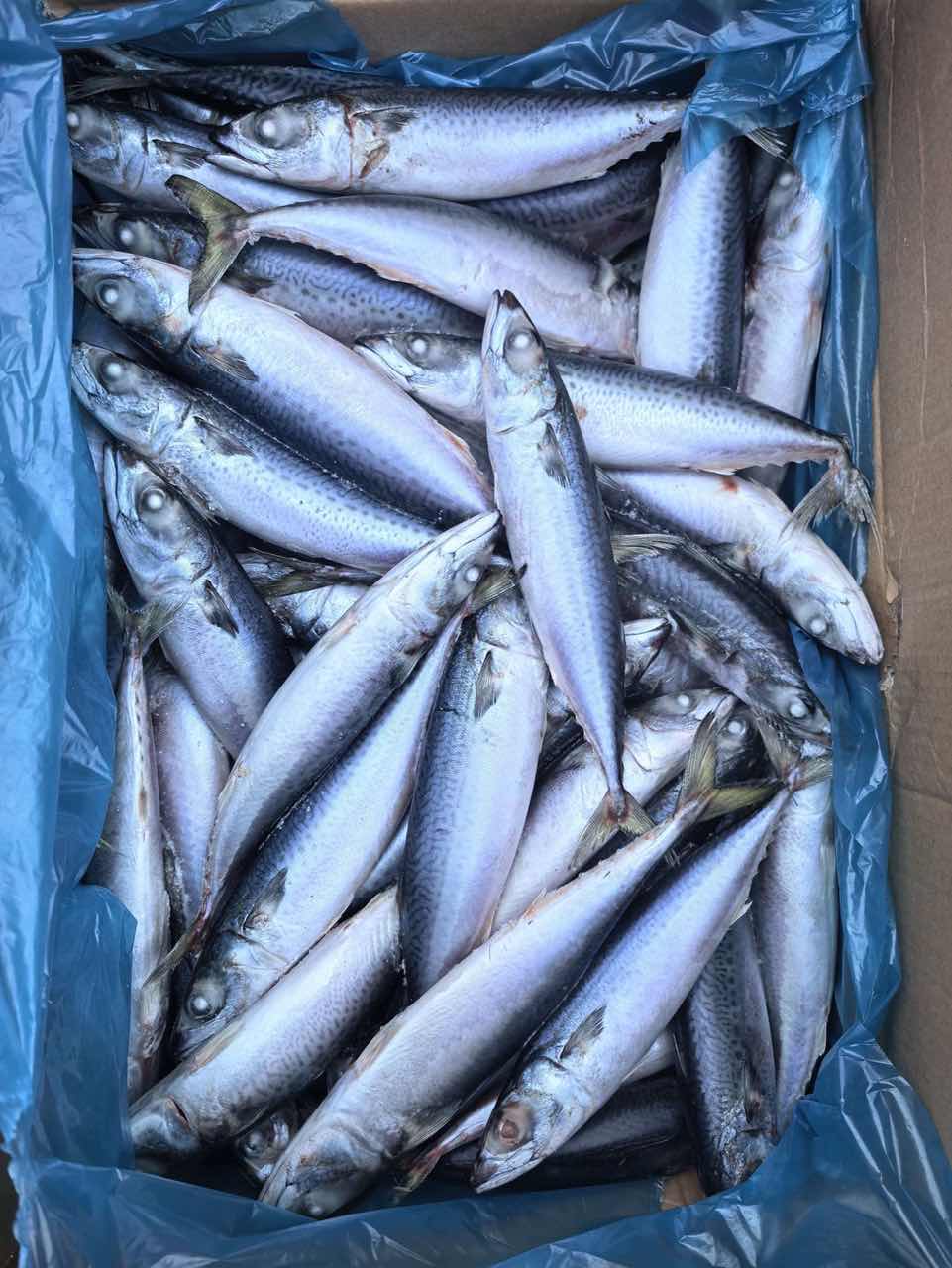 Frozen Mackerel