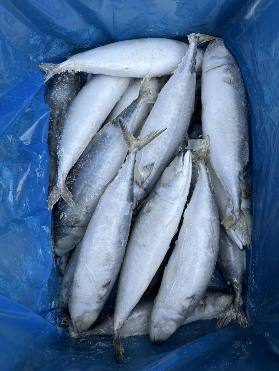 Frozen Mackerel
