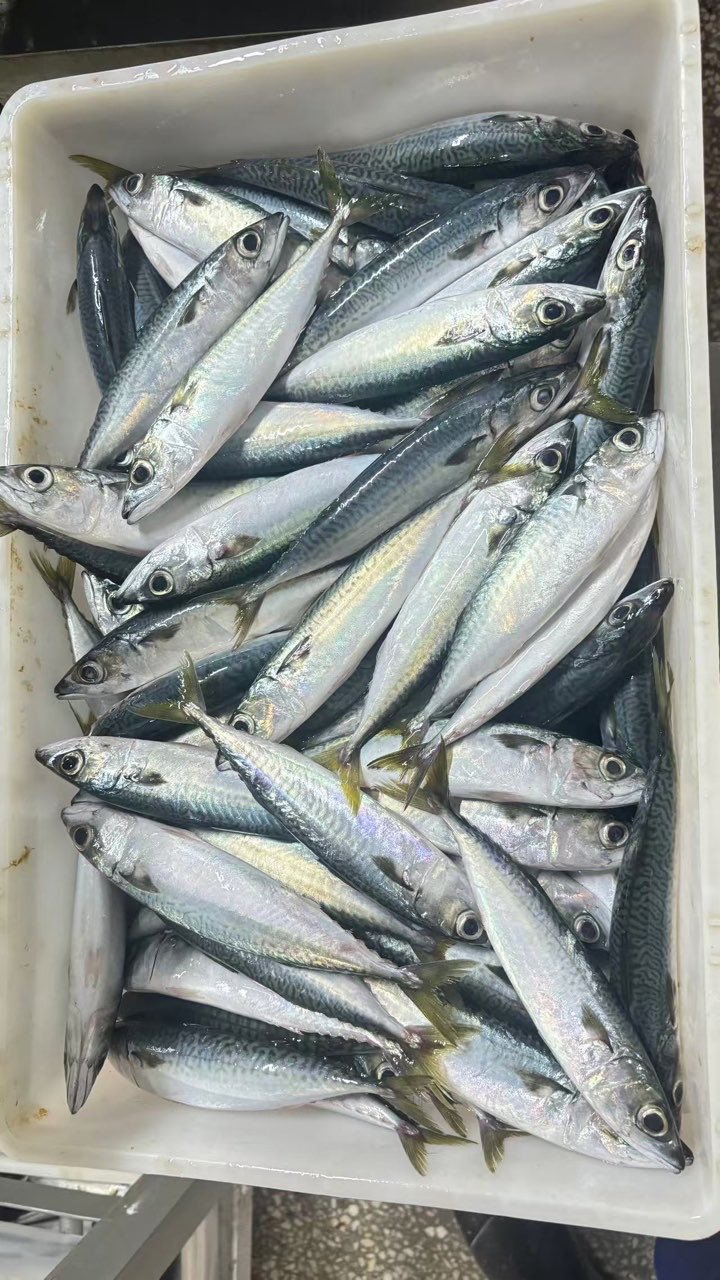 Frozen Mackerel