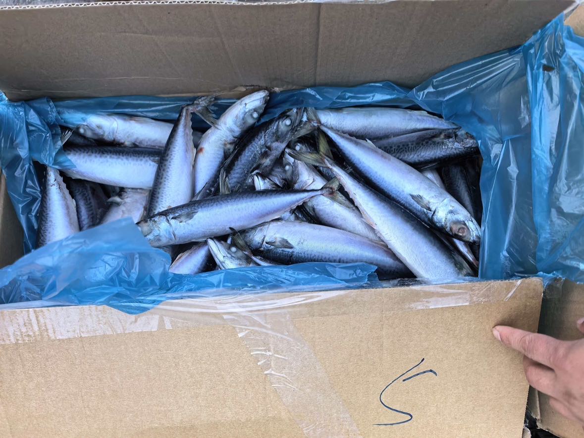 Frozen Mackerel