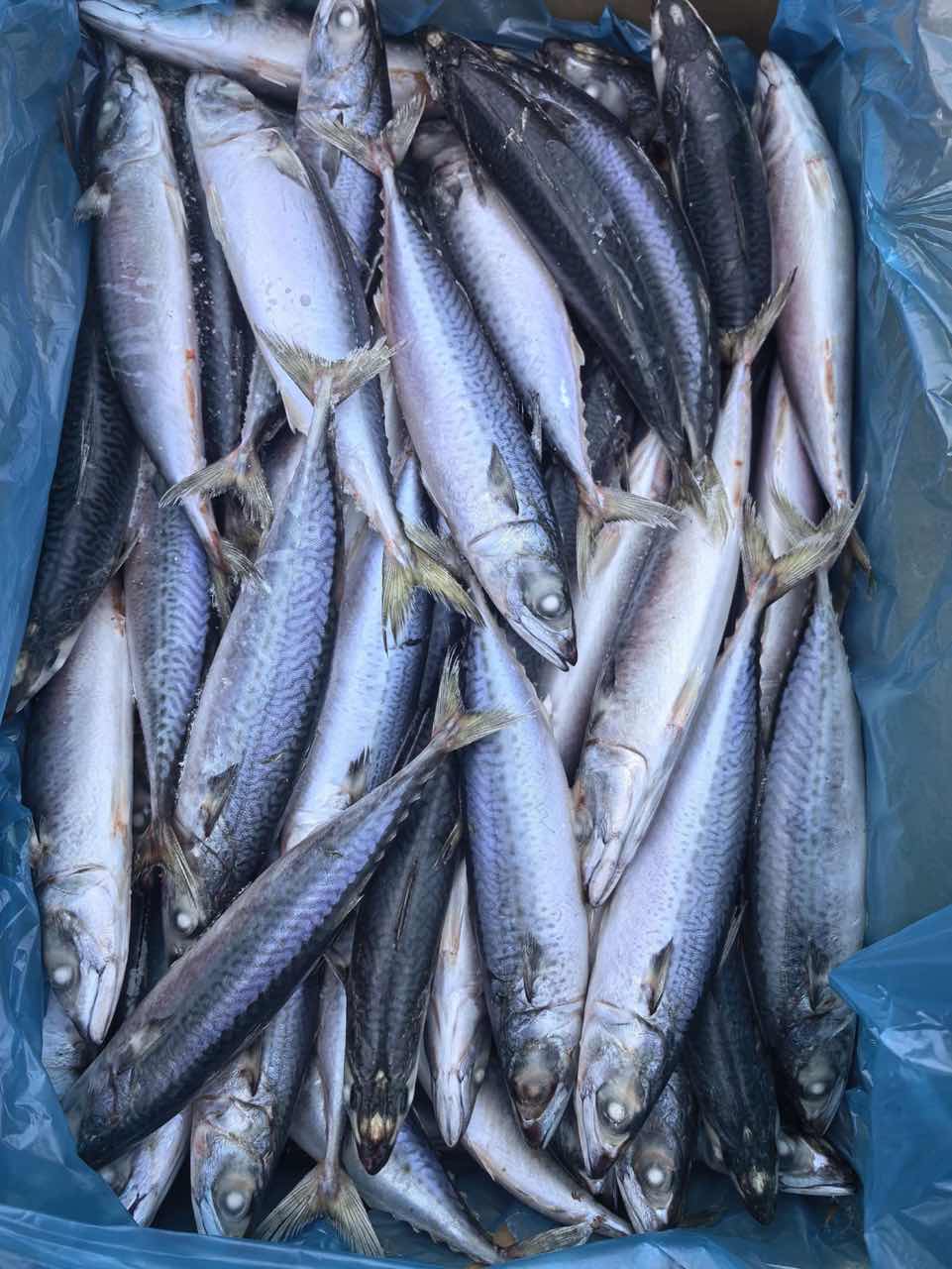 Frozen Mackerel