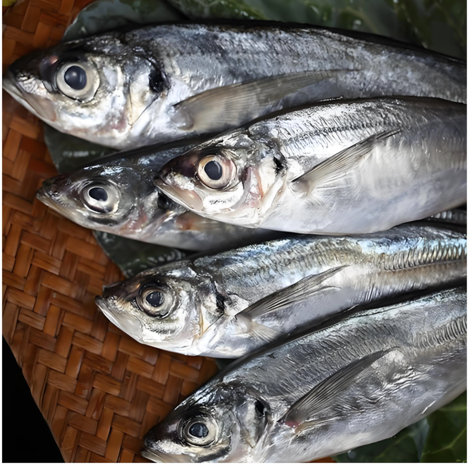 Frozen Horse Mackerel