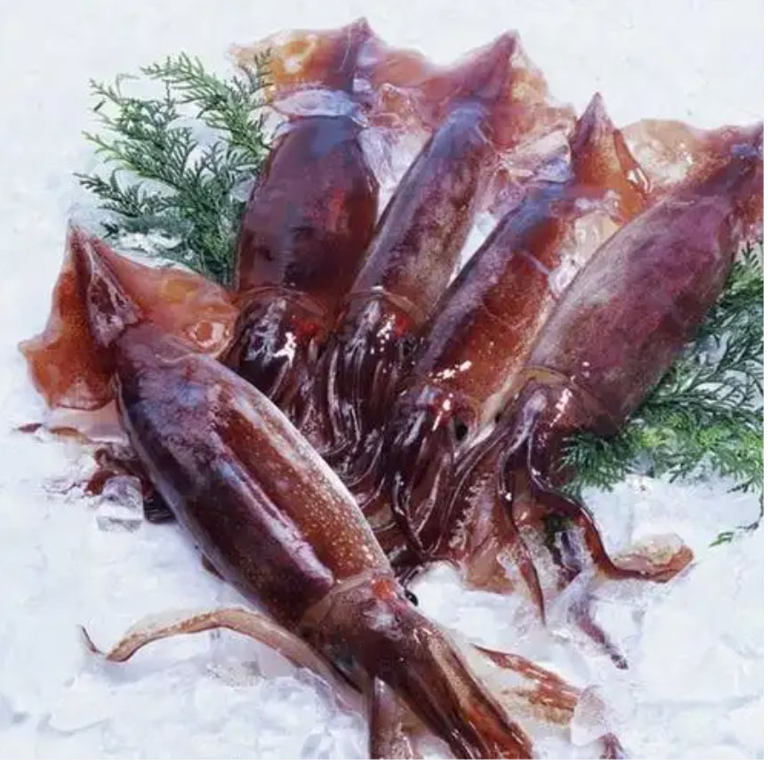 Frozen Illex Squid