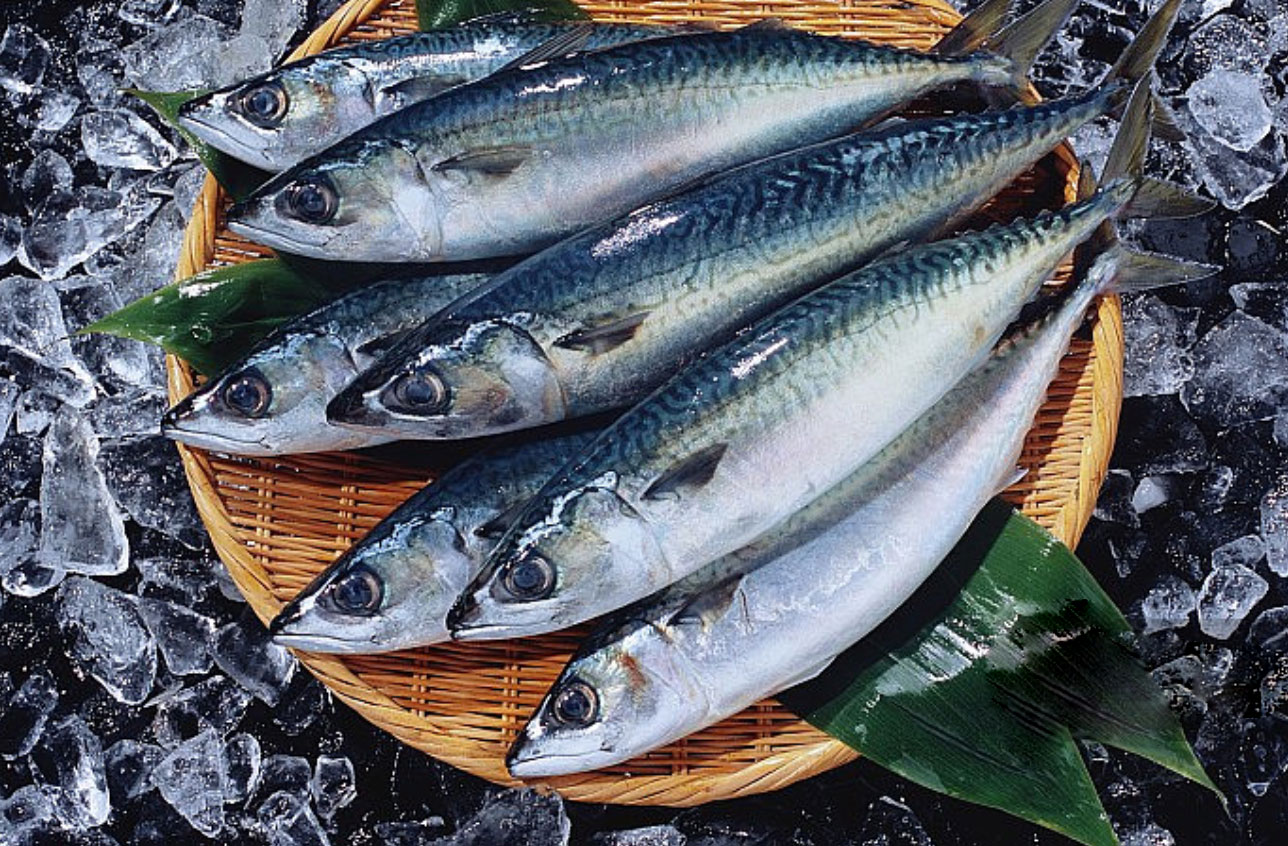 Frozen Pacific Mackerel