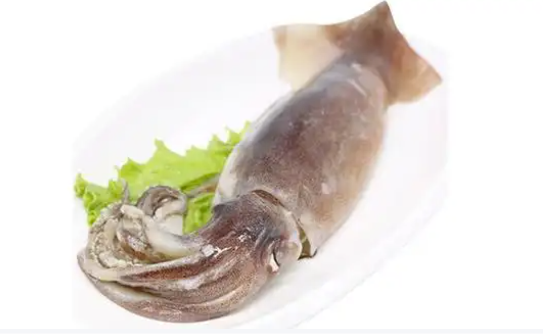 Frozen Squid (Whole Round)