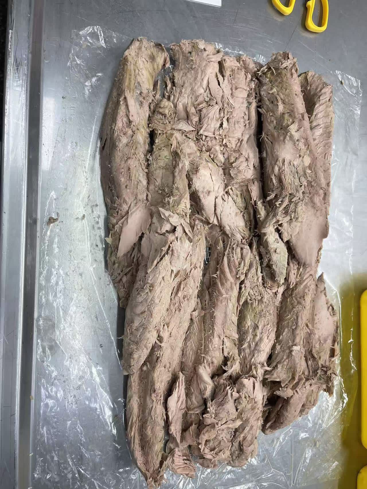 Frozen Tuna Loins Processing