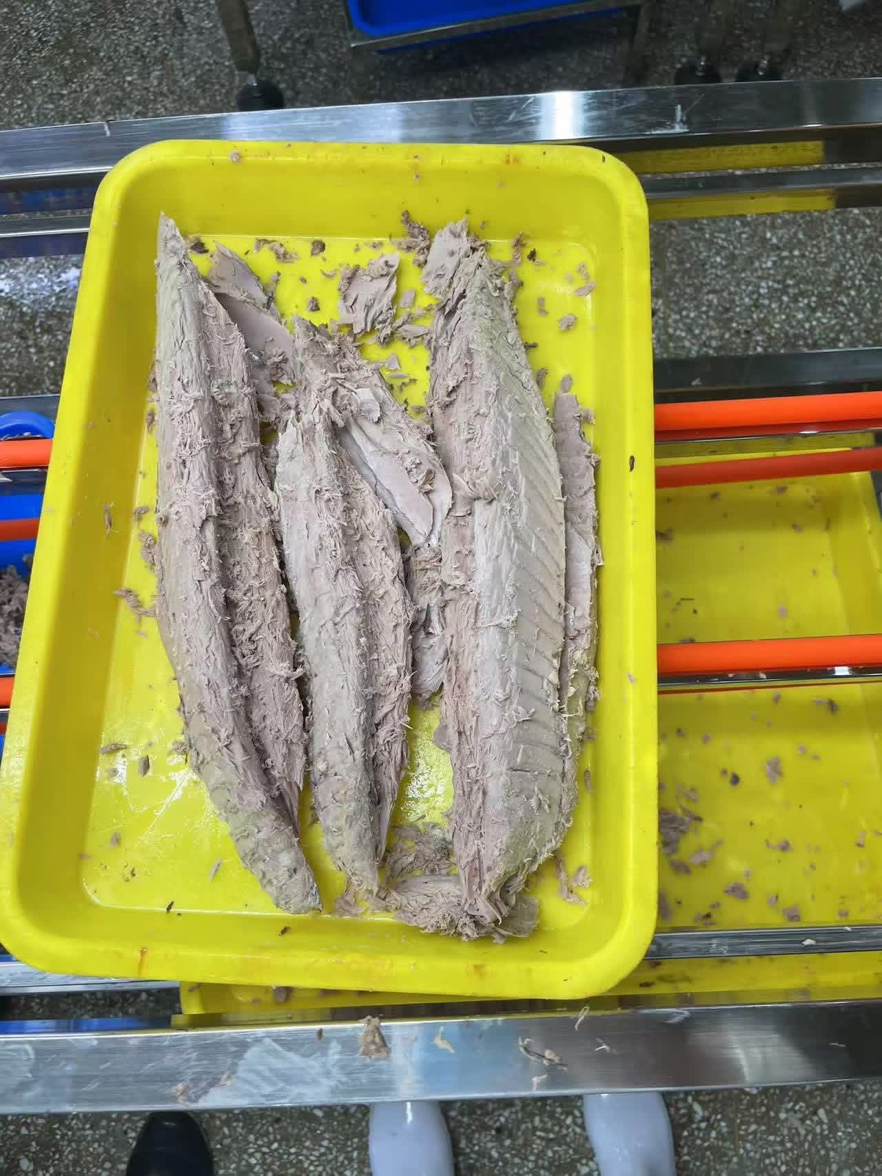Frozen Tuna Loins Packing
