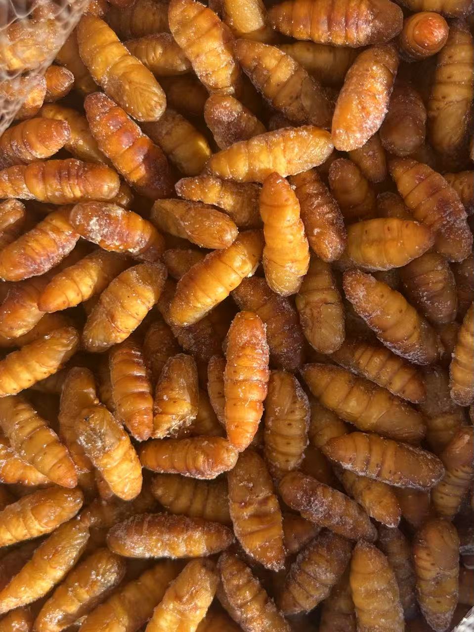 Frozen Silkworm Pupa