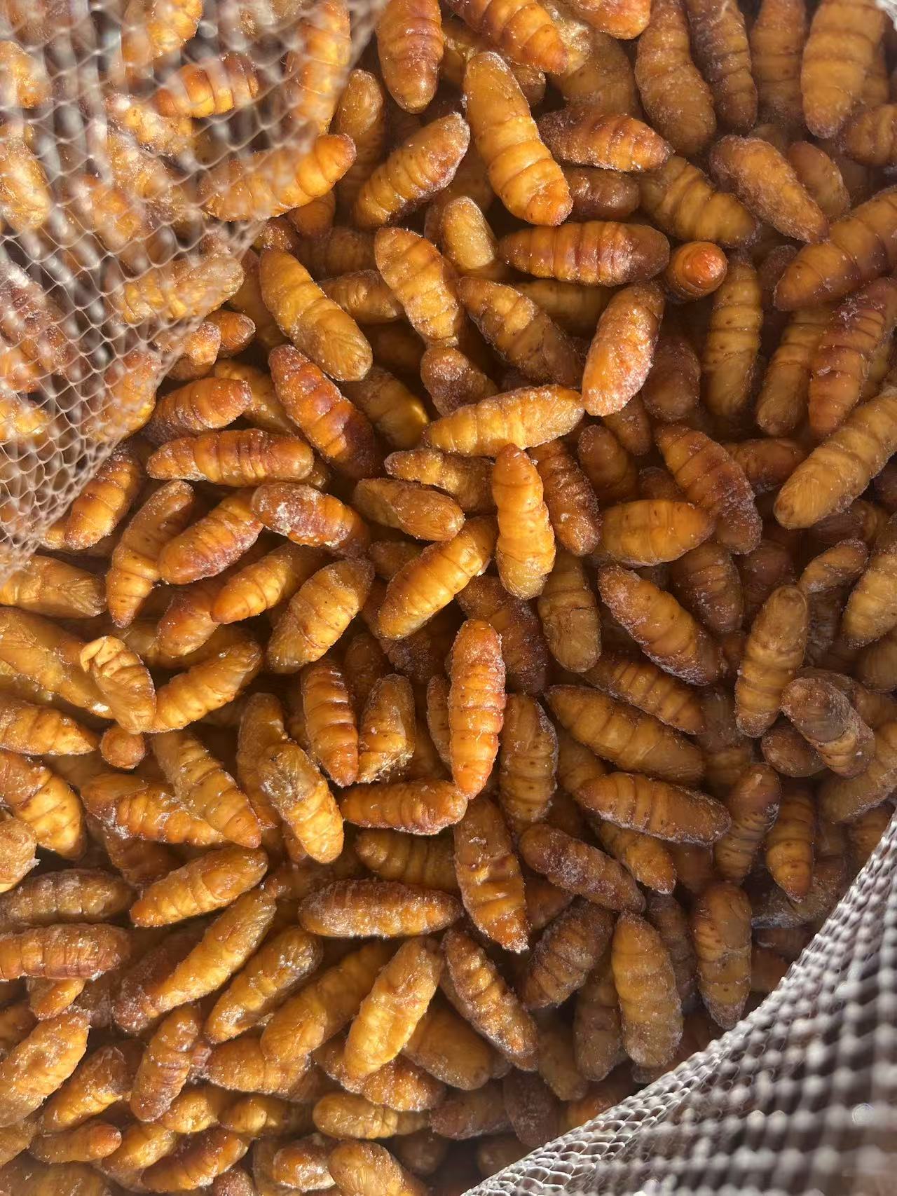 Frozen Silkworm Pupa