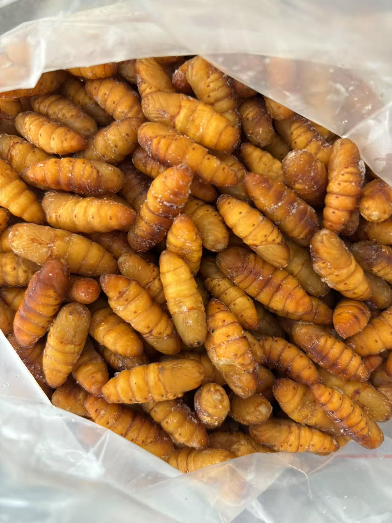 Frozen Silkworm Pupa