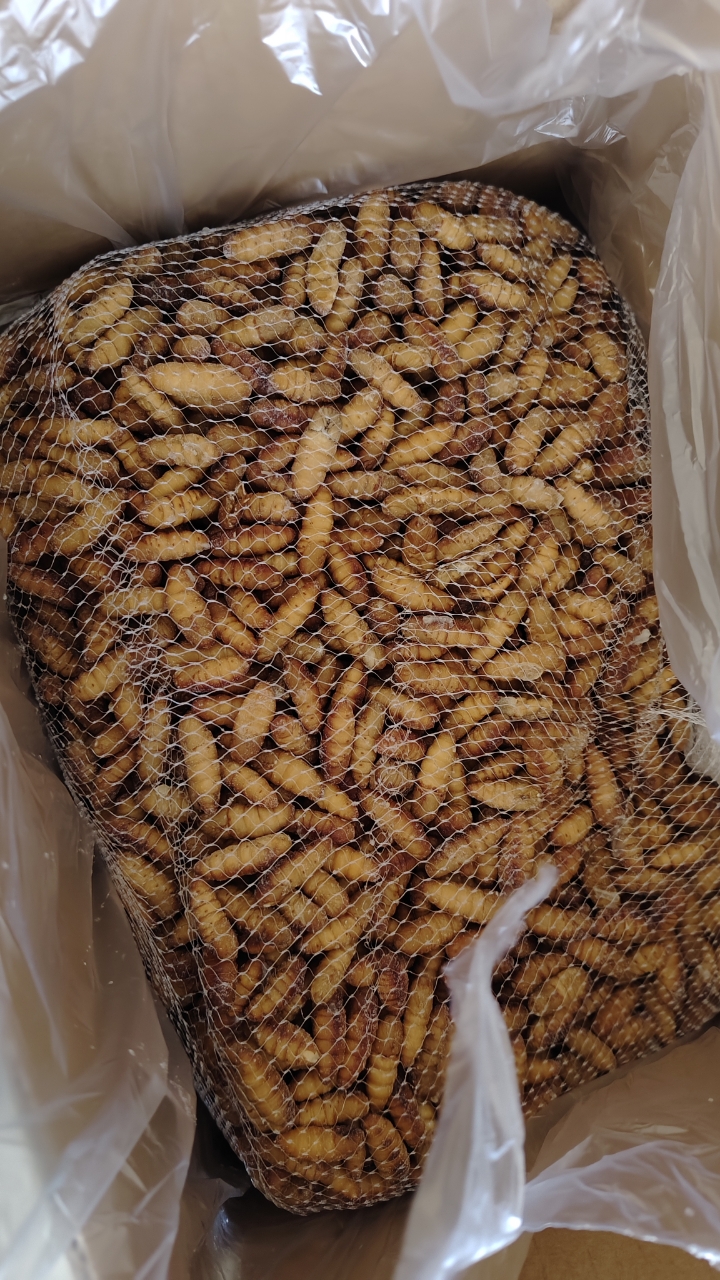 Frozen Silkworm Pupa
