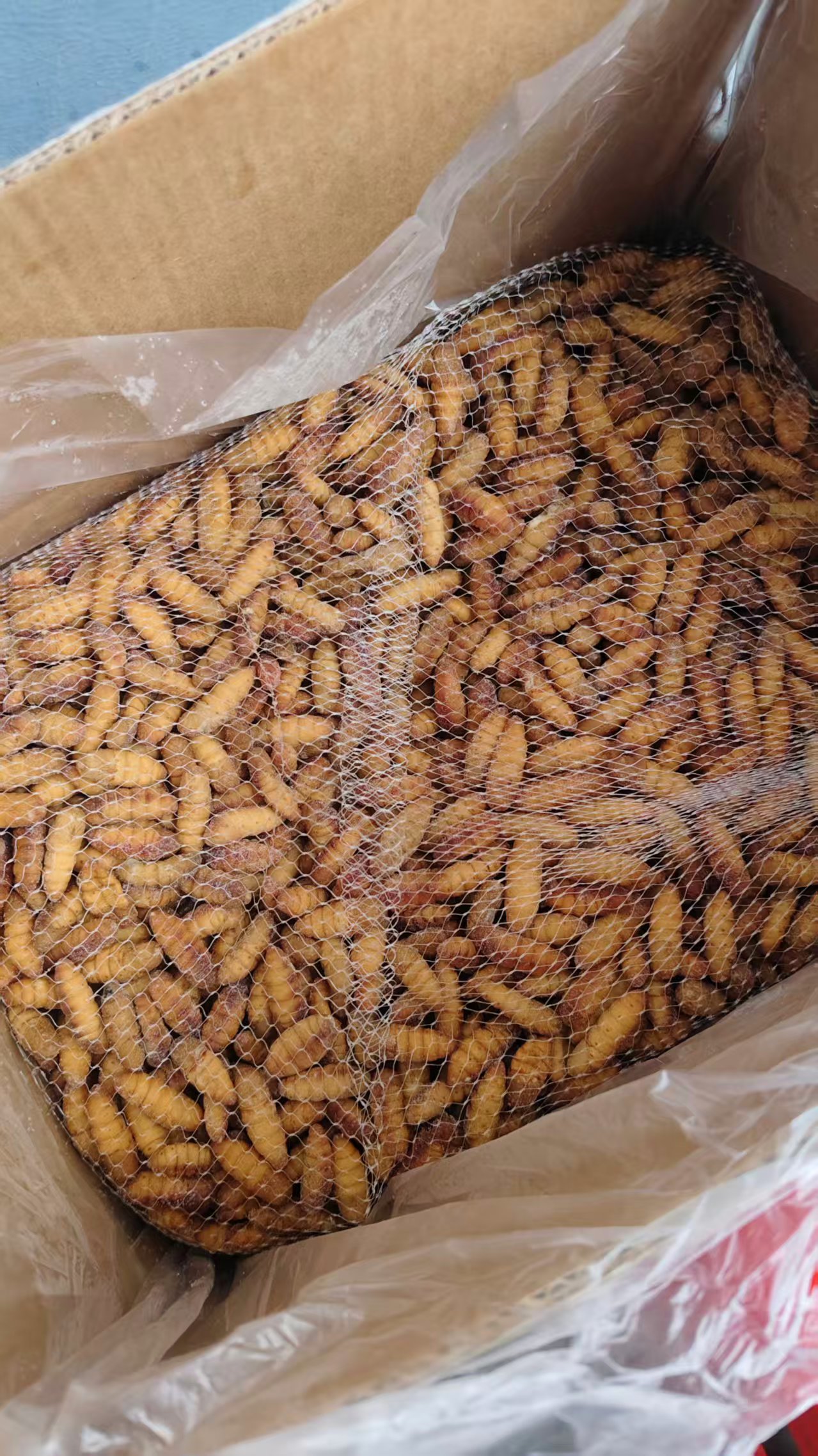 Frozen Silkworm Pupa