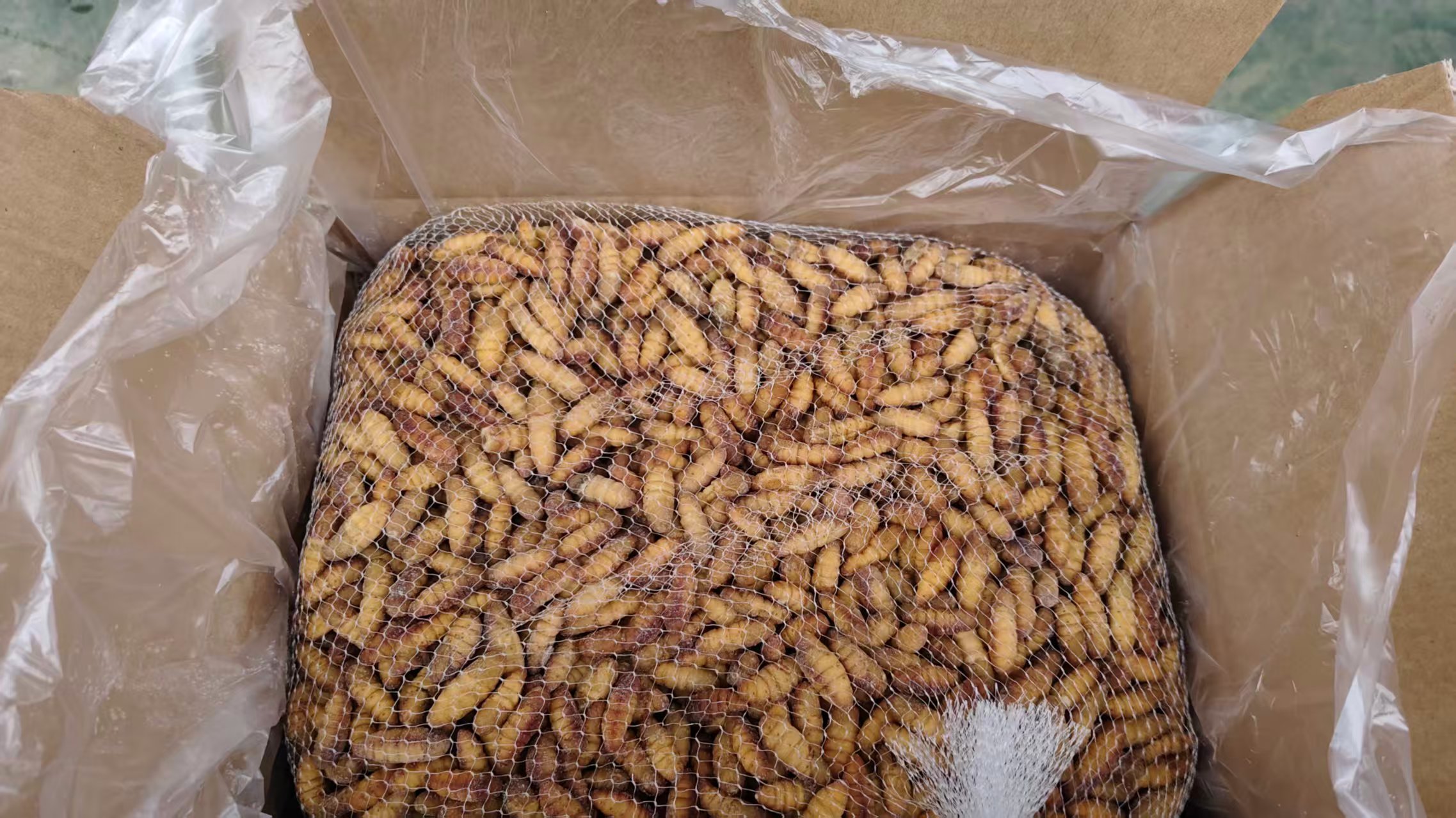 Frozen Silkworm Pupa